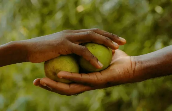 Gros plan sur deux mains qui se transmettent deux fruits verts, sur fond de feuillage